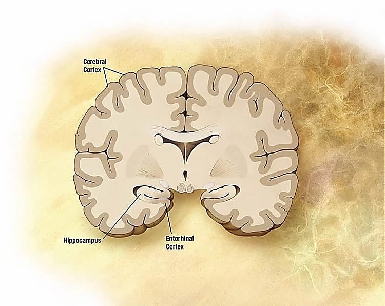 Illustration of the anterolateral entorhinal cortex located in the brain’s temporal lobe. Credit: NeuroscienceNews.com 