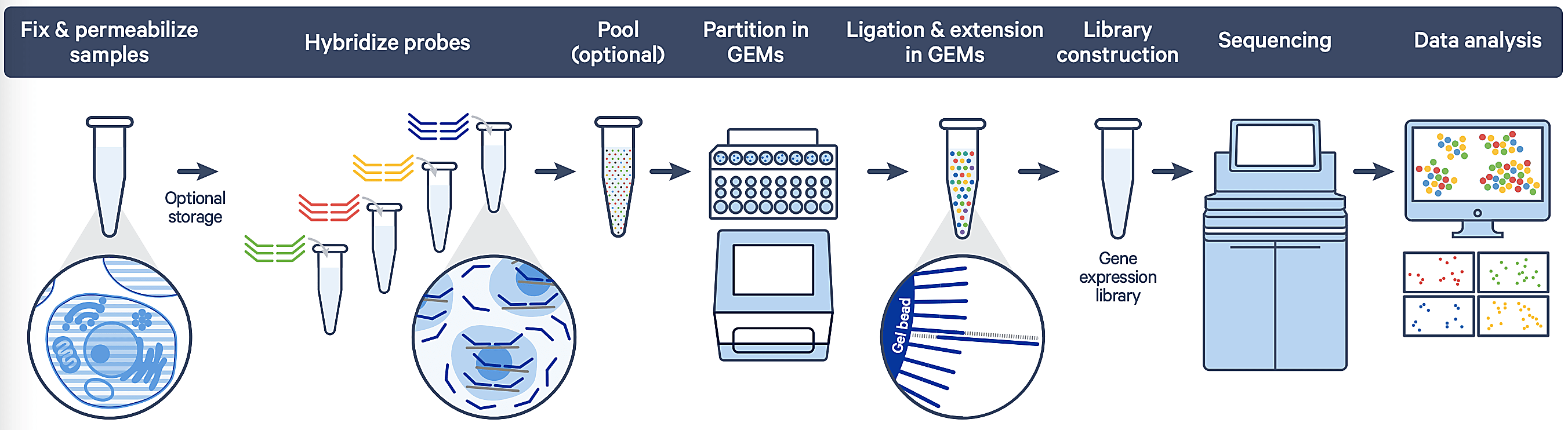 Figure 1. Overview of the fixed RNA protocol with barcoded probe templates.