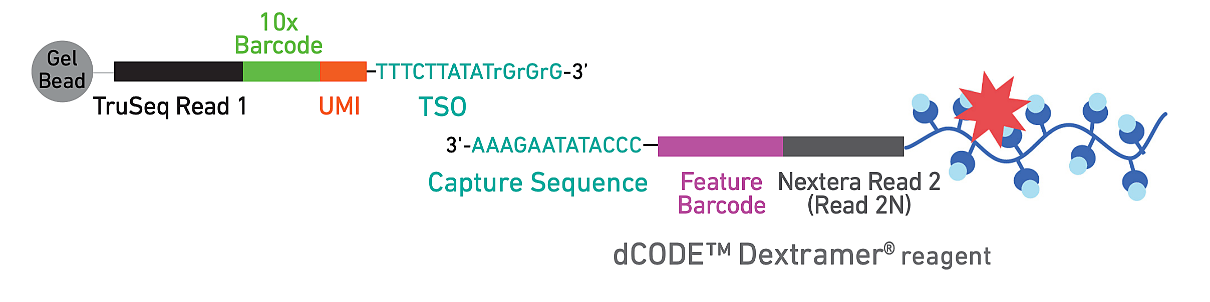 Illustrative overview of dCODE™ Dextramer® reagent capture. SOURCE: 10x Genomics, Demonstrated Protocol CG000203.