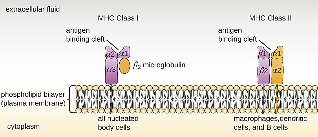 MHC I are found on all nucleated body cells, and MHC II are found on macrophages, dendritic cells, and B cells (along with MHC I). The antigen-binding cleft of MHC I is formed by domains α1 and α2. The antigen-binding cleft of MHC II is formed by domains α1 and β1. CREDIT: OpenStax Microbiology.