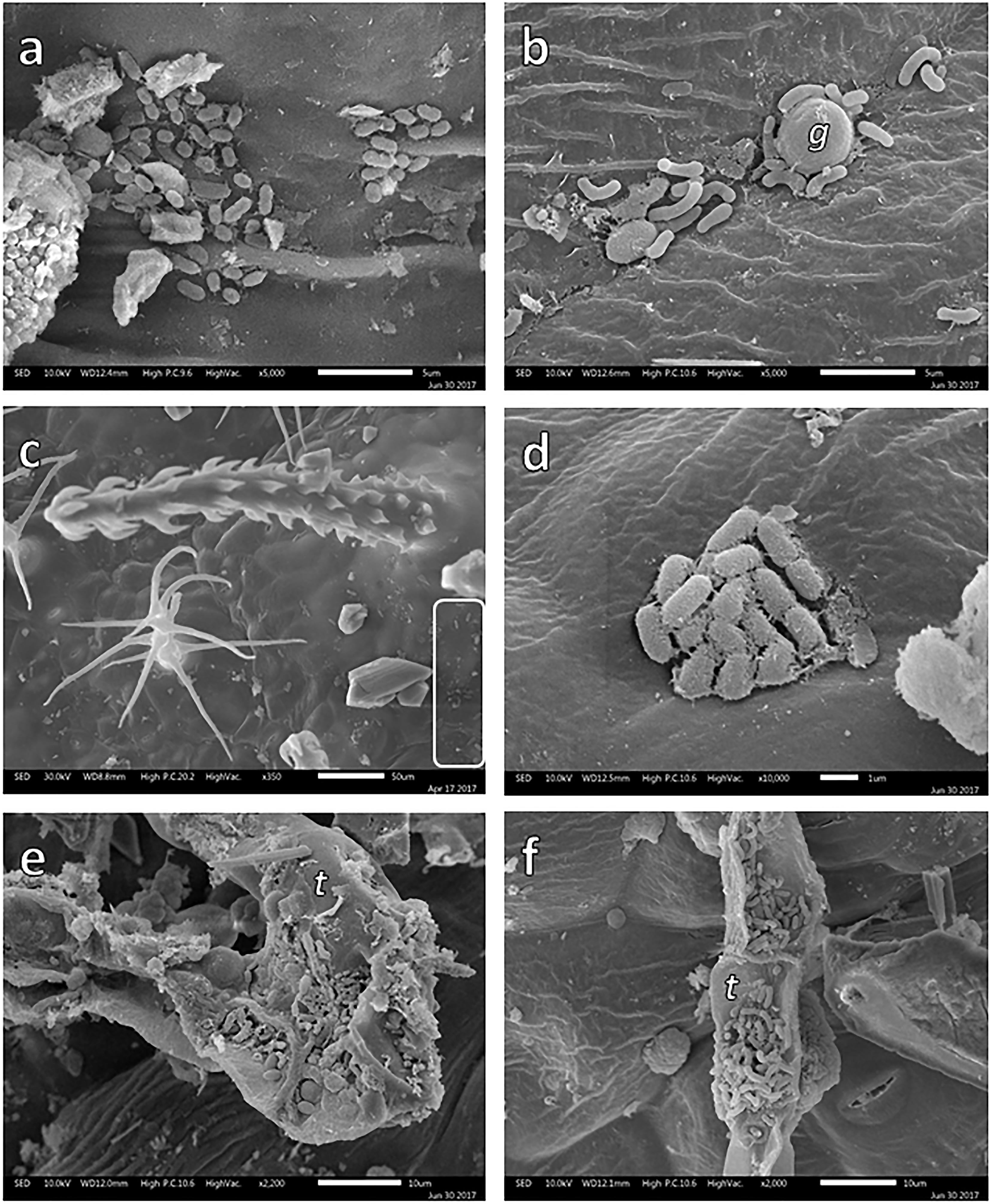 SEM images of bacterial colonies growing on the leaf surface of Brickellia veronicifolia (a,b), Gnaphalium sp. (c,d), and Flaveria trinervia (e,f) colonizing mine residues. CREDIT: Sánchez-López AS, et al. Leaf epiphytic bacteria of plants colonizing mine residues: Possible exploitation for remediation of air pollutants. Front Microbiol 9: 3028 (2018). doi: 10.3389/fmicb.2018.03028 (CC BY 4.0).