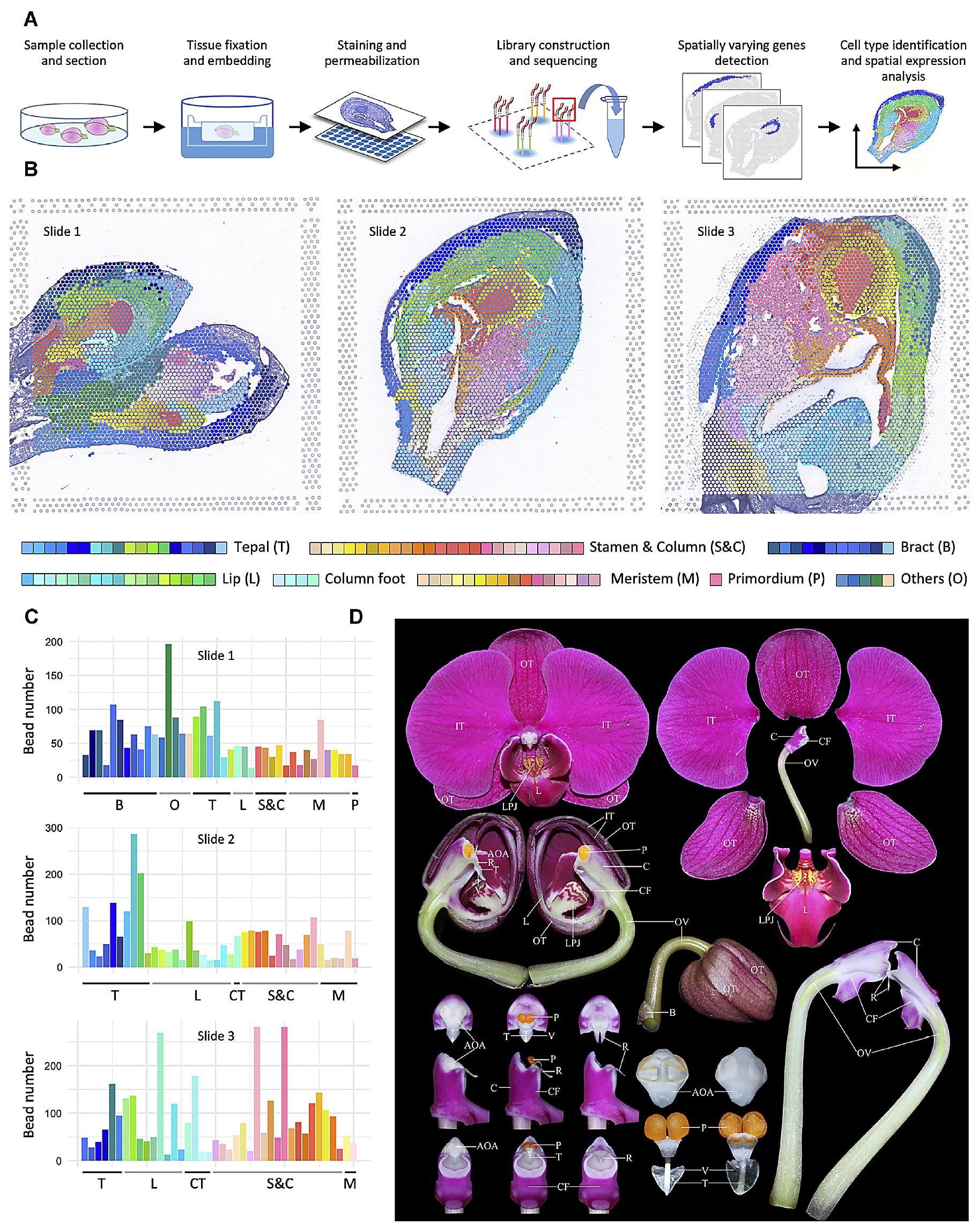 Reconstruction of organogenesis in early developmental stages of orchid flower based on spatial transcriptomics. CREDIT: Liu C, et al. A spatiotemporal atlas of organogenesis in the development of orchid flowers. Nuc Acids Res gkac773 (2022). doi: 10.1093/nar/gkac773. (Creative Commons CC BY).