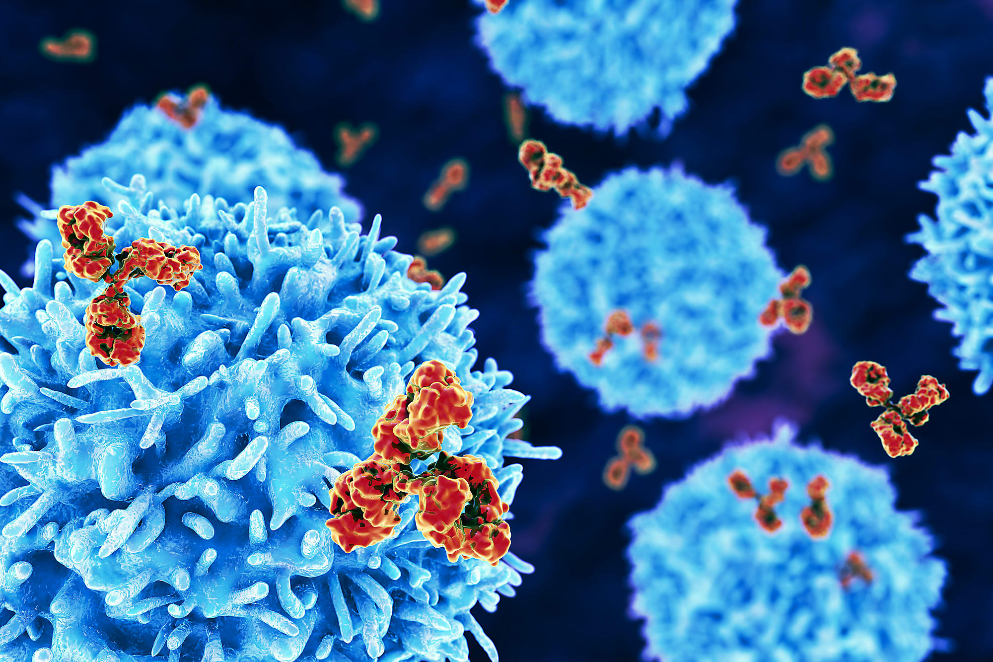 B cells and antibodies