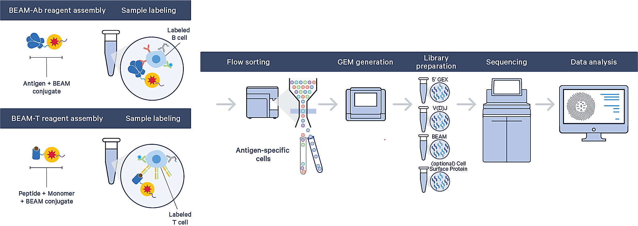 The BEAM workflow starts with user-supplied antigens, which are barcoded using 10x Genomics BEAM reagents. Barcoded antigens are then used to stain B or T cells prior to flow sorting for enrichment. Normal library preparation and sequencing steps are then carried out on the sample. (Note: BEAM-Ab and BEAM-T are performed in separate workflows with unique reagents.)