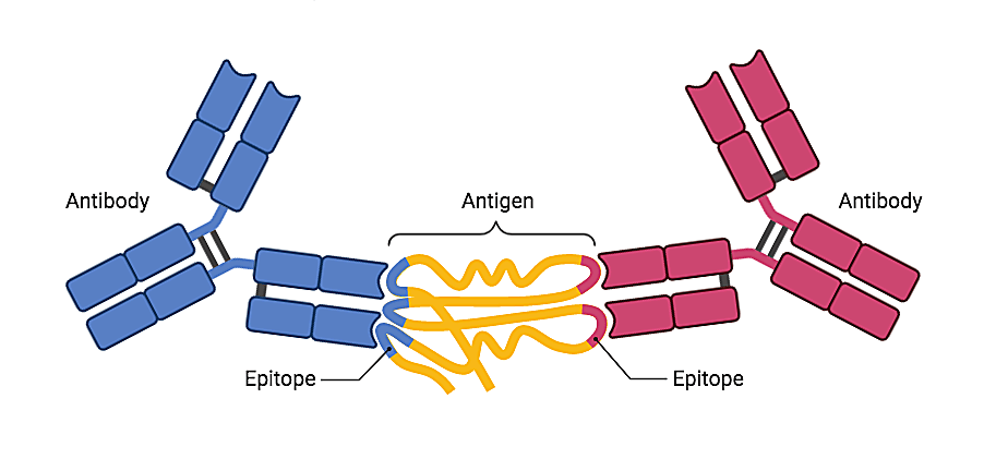 Antigen recognition by antibodies (BCRs). Retrieved from https://app.biorender.com/biorender-templates/t-5f4fb6cc3b02b700b74df63f-antigen-recognition-by-antibodies. BioRender (2022). 