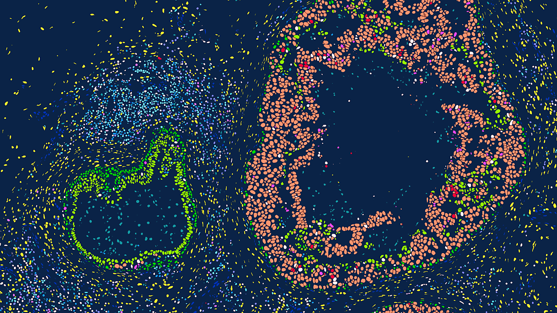Behind the preprint Combining single cell, spatial, and in situ for