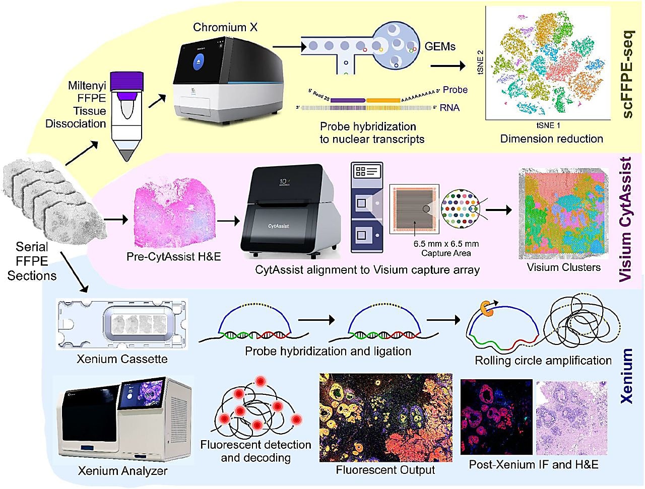 Schematic summary of experimental design showing how the single FFPE tissue block analyzed with a trio of complementary technologies—Chromium scFFPE-seq (top), Visium for FFPE using CytAssist workflow (middle), and Xenium targeted in situ gene expression—as represented in Figure 1, Janesick A et al. bioRxiv (2022), used with permission from the authors and has not been modified in any way.