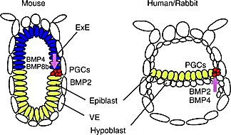 The organization and morphology of the mouse and rabbit during the epiblast stage are significantly different. In the mouse embryo, the epiblast (green) layer lines the bottom of the developing embryo, while, in humans and rabbits, the epiblast layer forms a flat disc in the center of the developing embryo. Differences between the embryo structures result in varied signaling by the key developmental family of proteins, bone morphogenetic proteins (BMP). CREDIT: Irie N, et al. Reprod Med Biol 13: 203–215. (CC BY 4.0)