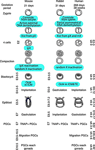 The timing, order, and regulation of early embryogenesis of mice, rabbits, and humans differs. Critically, at the epiblast stage, gastrulation happens alongside implantation, giving researchers better access to an embryo before and during gastrulation. CREDIT: Irie N, et al. Reprod Med Biol 13: 203–215. (CC BY 4.0)