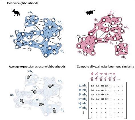 A schematic of the “neighborhood comparison approach.” Ton M-LN, et al. bioRxiv (2022) (CC BY 4.0).