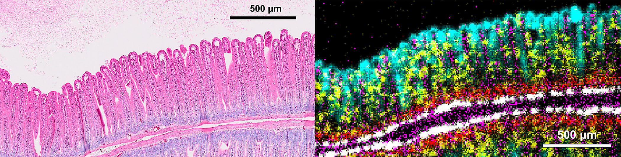 NGS-based readouts on the upcoming Visium HD assay revealing fine structures and cell layers in complex mouse intestinal tissue.