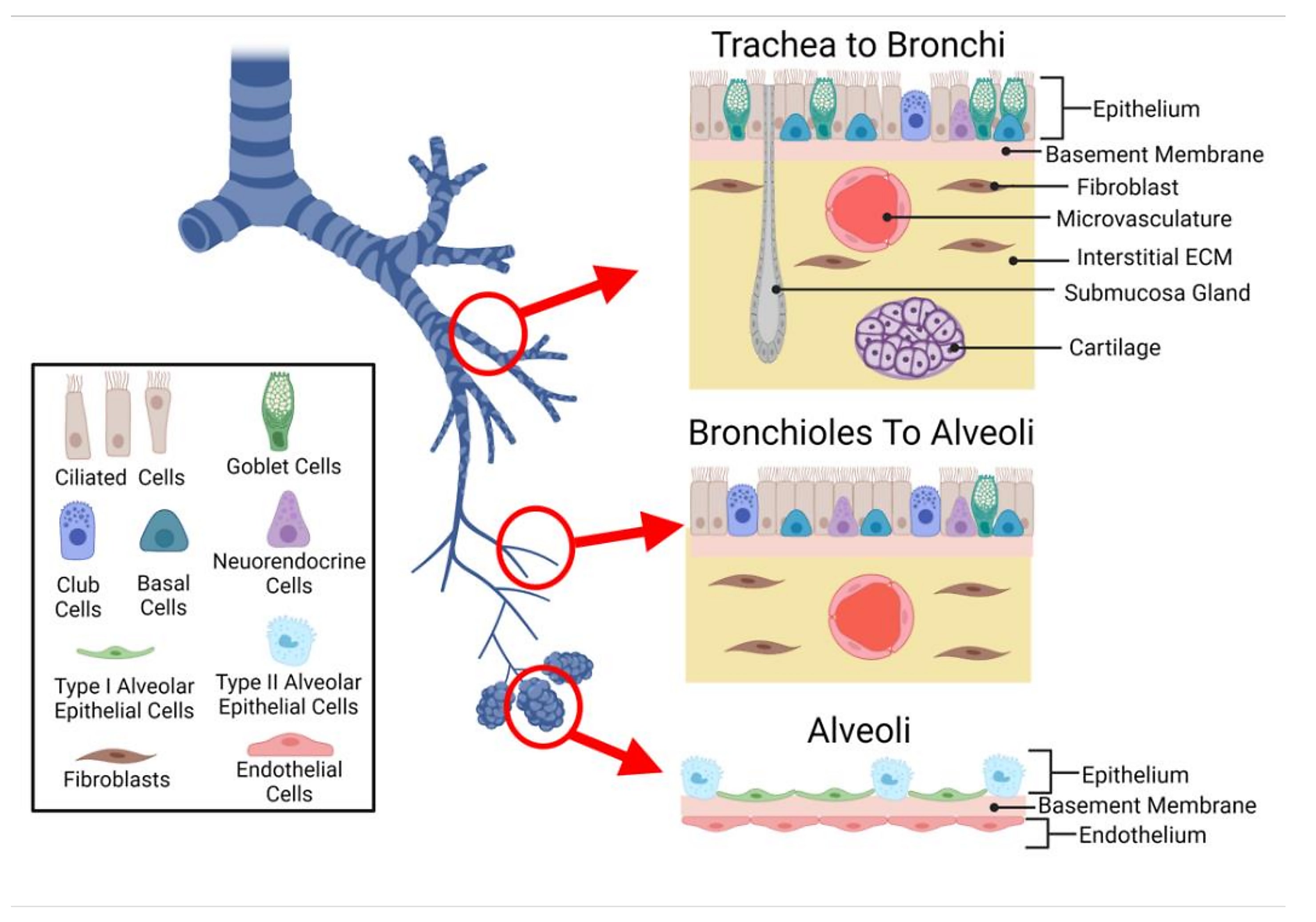 Diagram of the cells that compose the conducting airways, including a representation of the submucosal gland. CREDIT: Bennet TJ, et al. Airway-On-A-Chip: Designs and applications for lung repair and disease. Cells 10: 1602 (2021). https://doi.org/10.3390/cells10071602. (CC BY 4.0)