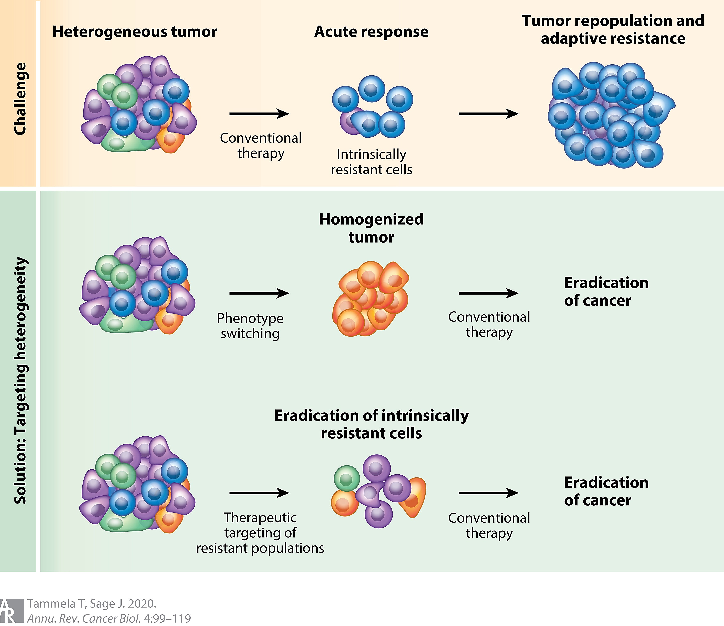 Figure 1. Natural selection complicates treatment of highly heterogeneous tumors. Intrinsically resistant cells within a tumor often survive treatment and quickly form a highly treatment-resistant tumor. Effective treatments against heterogeneous tumors must eliminate resistant cells by targeting them before conventional therapy. Treatment strategies include pushing cells to respond via phenotype switching or specifically eliminating resistant cells (Tammela T and Sage J. Annu Rev Cancer Biol 4: 99–119 (2020).).