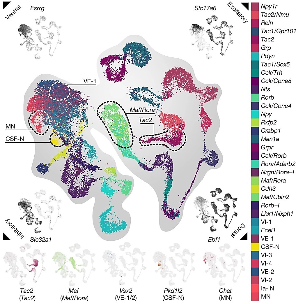 Figure 1. A cellular map of the recovering spinal cord in mice. UMAP visualization of 20,990 nuclei revealing 36 neuronal subpopulations. Five dorsal and ventral populations are highlighted on the basis of their marker genes. In each corner, a UMAP visualization colored by the expression of classical marker genes reveals the cardinal organization of neuronal subpopulations across dorsal–ventral and excitatory–inhibitory axes. MN, motor neuron; VI, ventral-inhibitory; VE, ventral-excitatory; CSF-N, cerebrospinal-fluid contacting neurons; Ia-IN, Ia inhibitory interneurons; Rora-I, inhibitory neurons expressing Rora; Rorb-I, inhibitory neurons expressing Rorb. CREDIT: Kathe C, et al. The neurons that restore walking after paralysis. Nature 611: 540–547 (2022) (8), (CC BY 4.0)