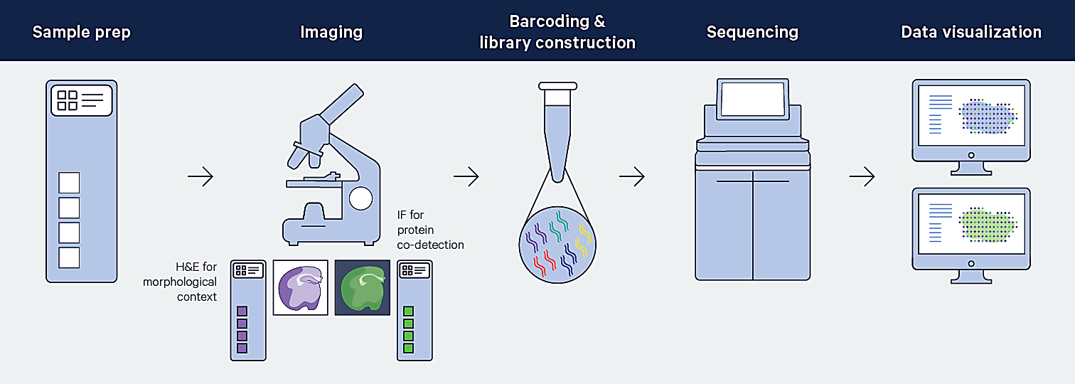 Overview of Visium Spatial workflow.