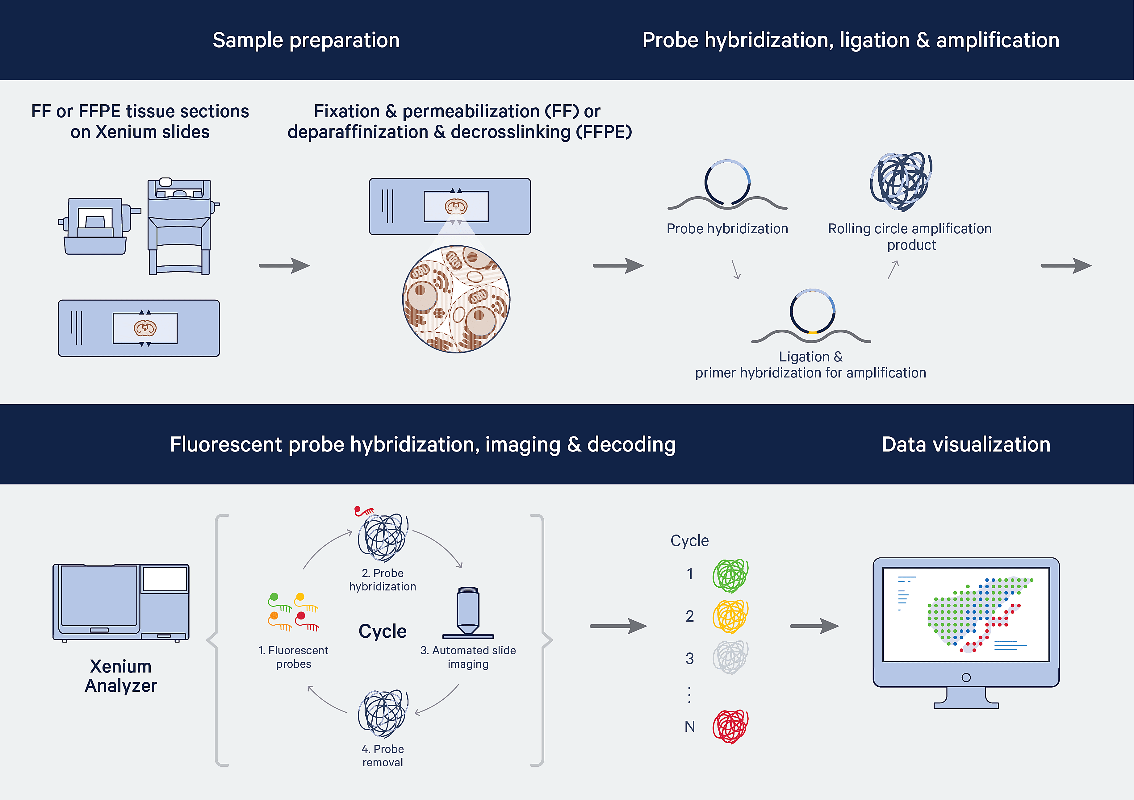 Overview of Xenium In Situ workflow.