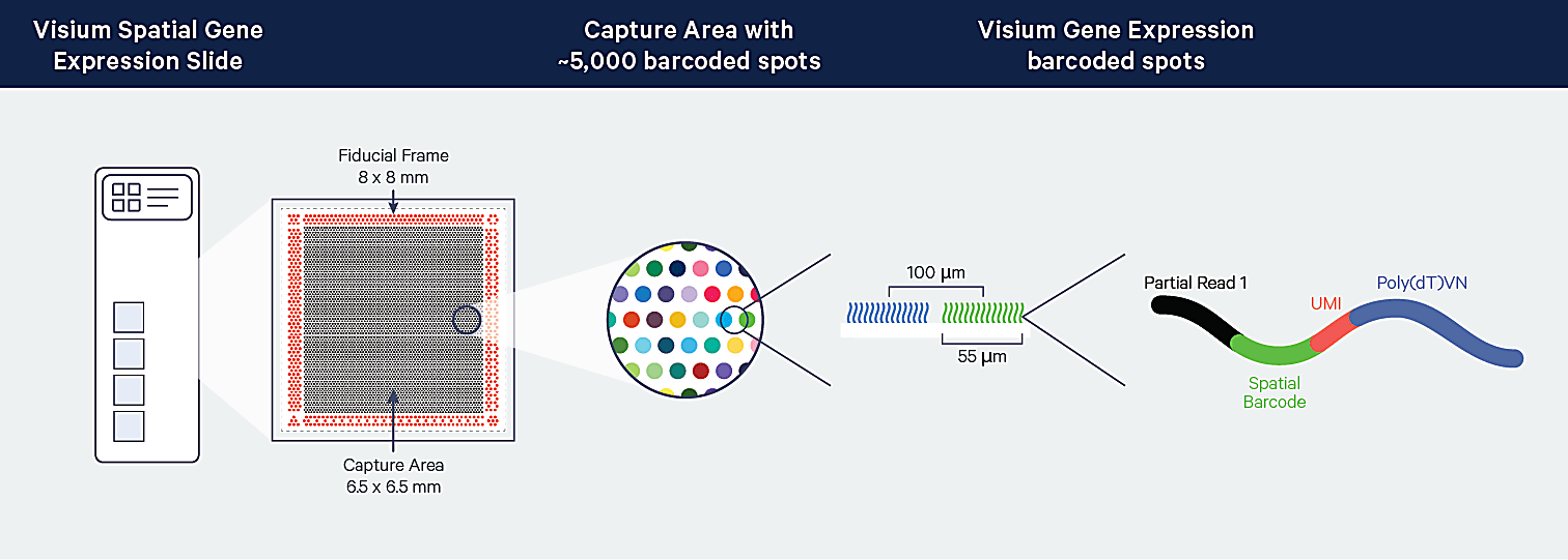 Illustration of Capture Areas on a Visium Spatial Gene Expression slide. 