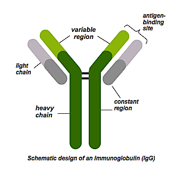 Illustration depicting antibody heavy and light chains, variable and constant regions, and the antibody-binding site. CREDIT: SynAbs. https://www.synabs.be/about-synabs/glossary-and-frequently-asked-questions/
