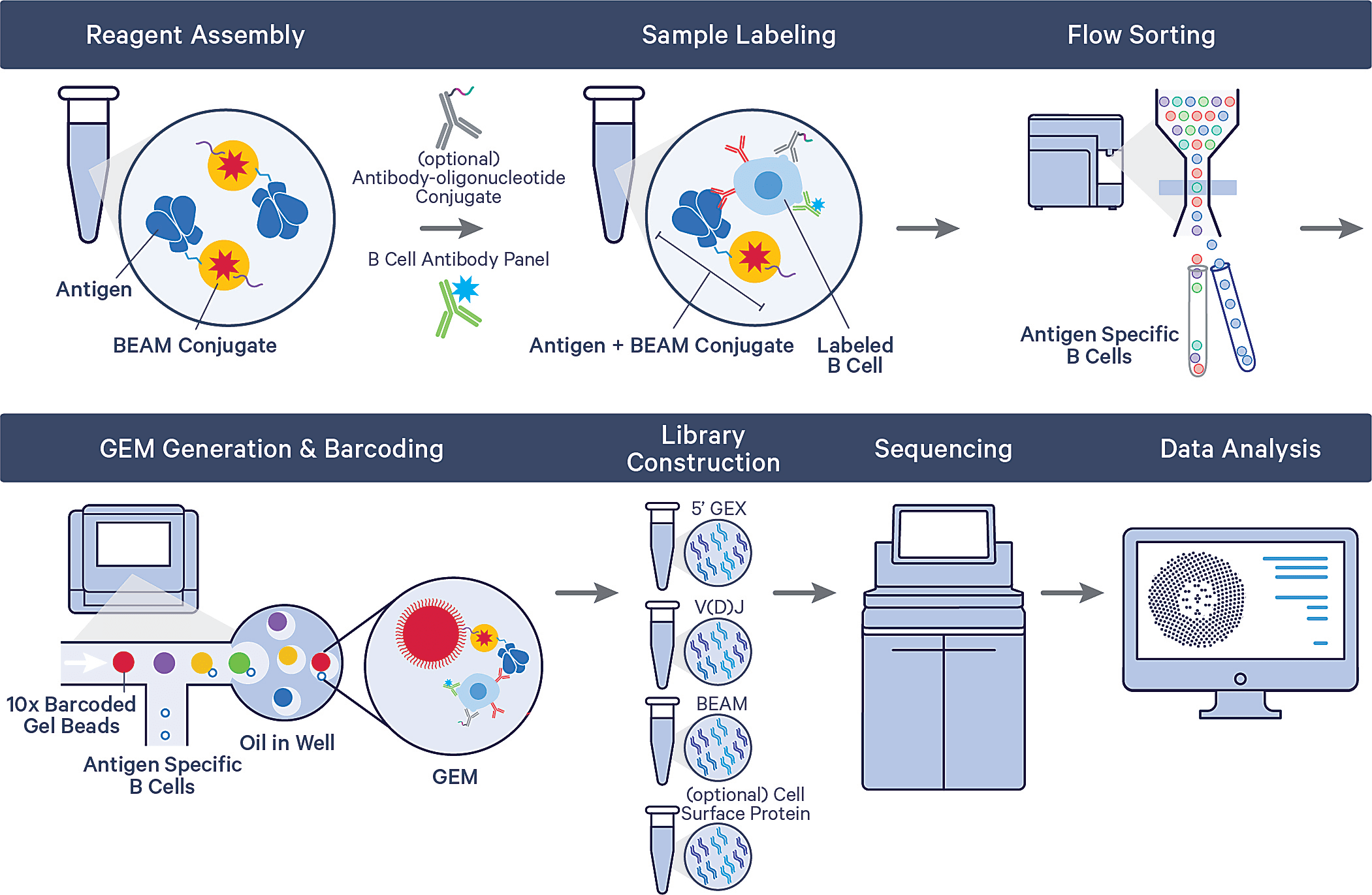 Diagram of the BEAM-Ab workflow for antigen-specific BCR discovery. BEAM-Ab reagent assemblies couple biotinylated antigens to a barcoded BEAM Conjugate complex that contains PE fluorescent marker. The barcoded assemblies are then used to stain B cells prior to flow sorting for enrichment. Normal library preparation steps are then carried out on the samples, generating multiple library types, including antigen, V(D)J, gene expression, and, optionally, cell surface protein. After sequencing, raw FASTQ files are processed for downstream analysis with Cell Ranger and Loupe V(D)J Browser, our fully integrated and easy-to-use analysis and visualization software tools.