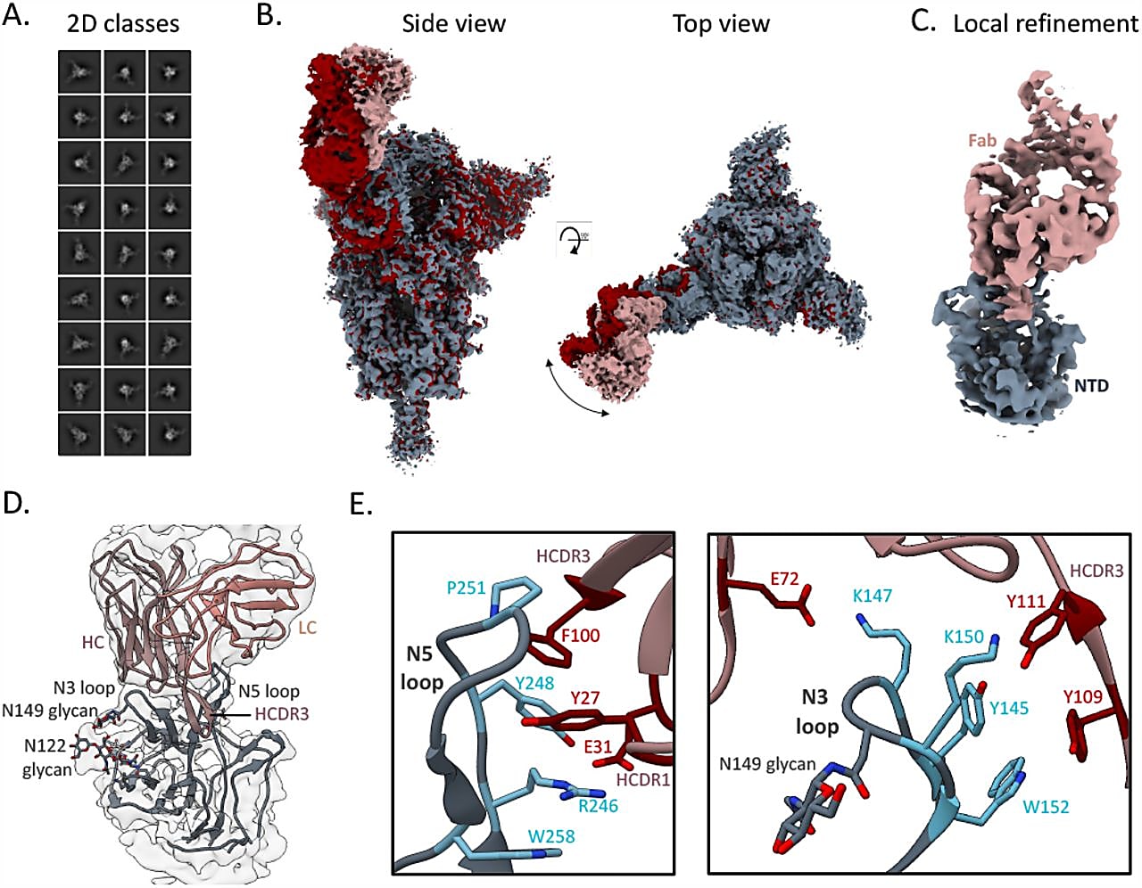 Structural definition of one of the antibodies described in Hurtado J, et al (3). Here we see the broad, N-terminal domain (NTD)-binding antibody, TXG-0078, in complex with SARS-CoV-2 spike. The spike NTD is colored grey, and TXG-0078 is colored rosy brown. The heavy chain CDR3 (HCDR3) of this antibody uniquely reaches into a pocket of the N5 loop, making several points of contact with a highly conserved patch of the NTD across all coronaviruses, giving rise to its broadly neutralizing properties. (CC-BY 4.0) 