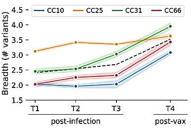 Data figure from Hurtado J, et al. (3) showing median cross-variant breadth of all mAbs isolated at each timepoint, grouped by donor. The dashed black line represents the median of all mAbs from participants. Note the increase in cross-variant breadth post-vaccination.