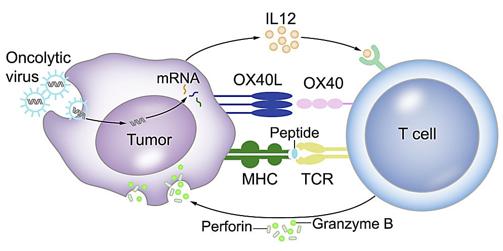 Figure 2. Tumor cells transform into APCs through oncolytic-virus-mediated expression of OX40L and IL12 in tumor cells. The APCs go on to activate tumor-specific T cells. CREDIT: Ye K, et al. An armed oncolytic virus enhances the efficacy of tumor-infiltrating lymphocyte therapy by converting tumors to artificial antigen-presenting cells in situ. Mol Ther 30: 3658–3676 (2022), (CC BY 4.0).