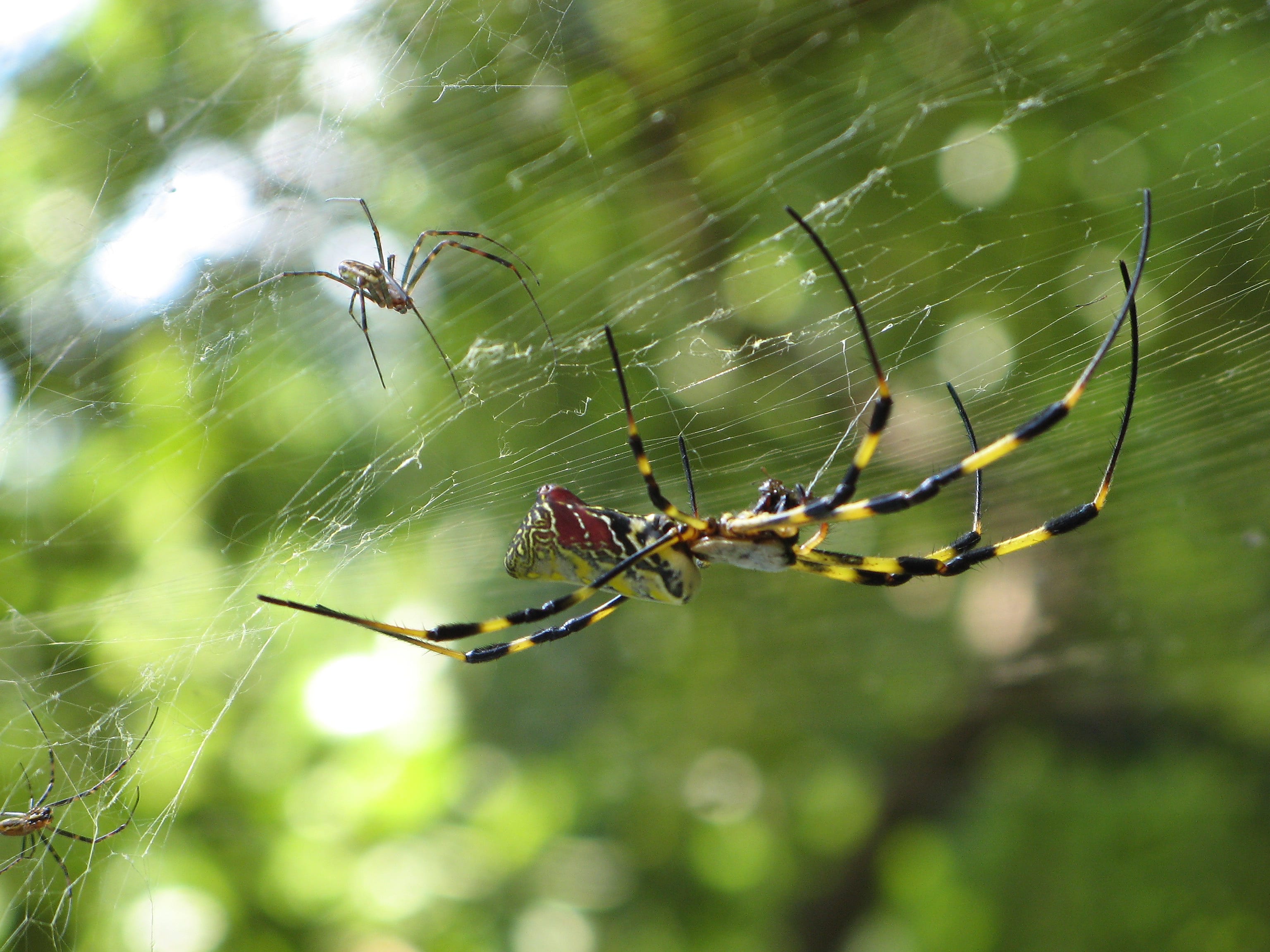 New protein found in strongest spider web material