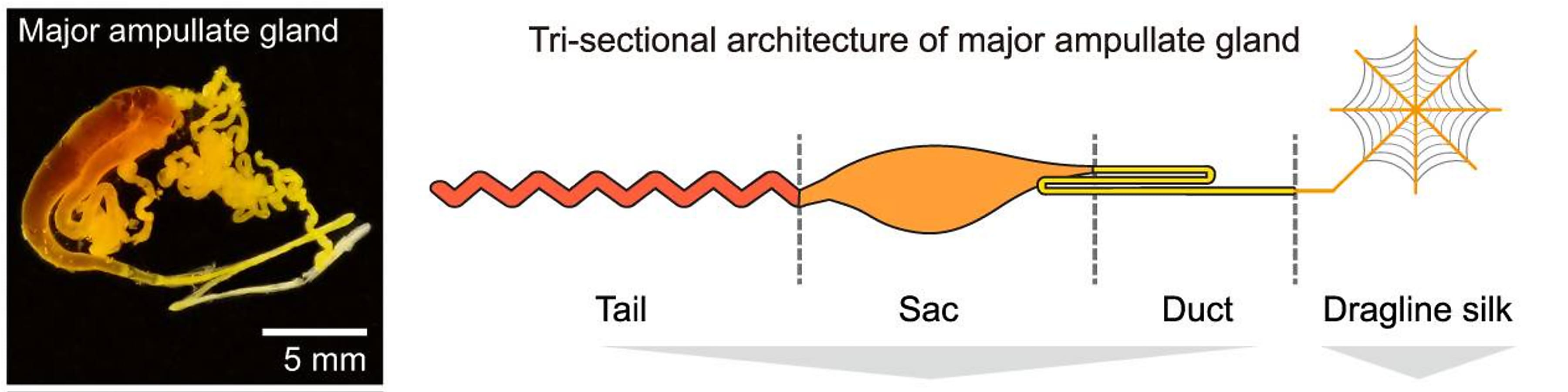 Morphology of T. clavata silk glands. Modified from Figure 1g. and Figure 2a. of Hu W, et al (1). Creative Commons Attribution 4.0. 