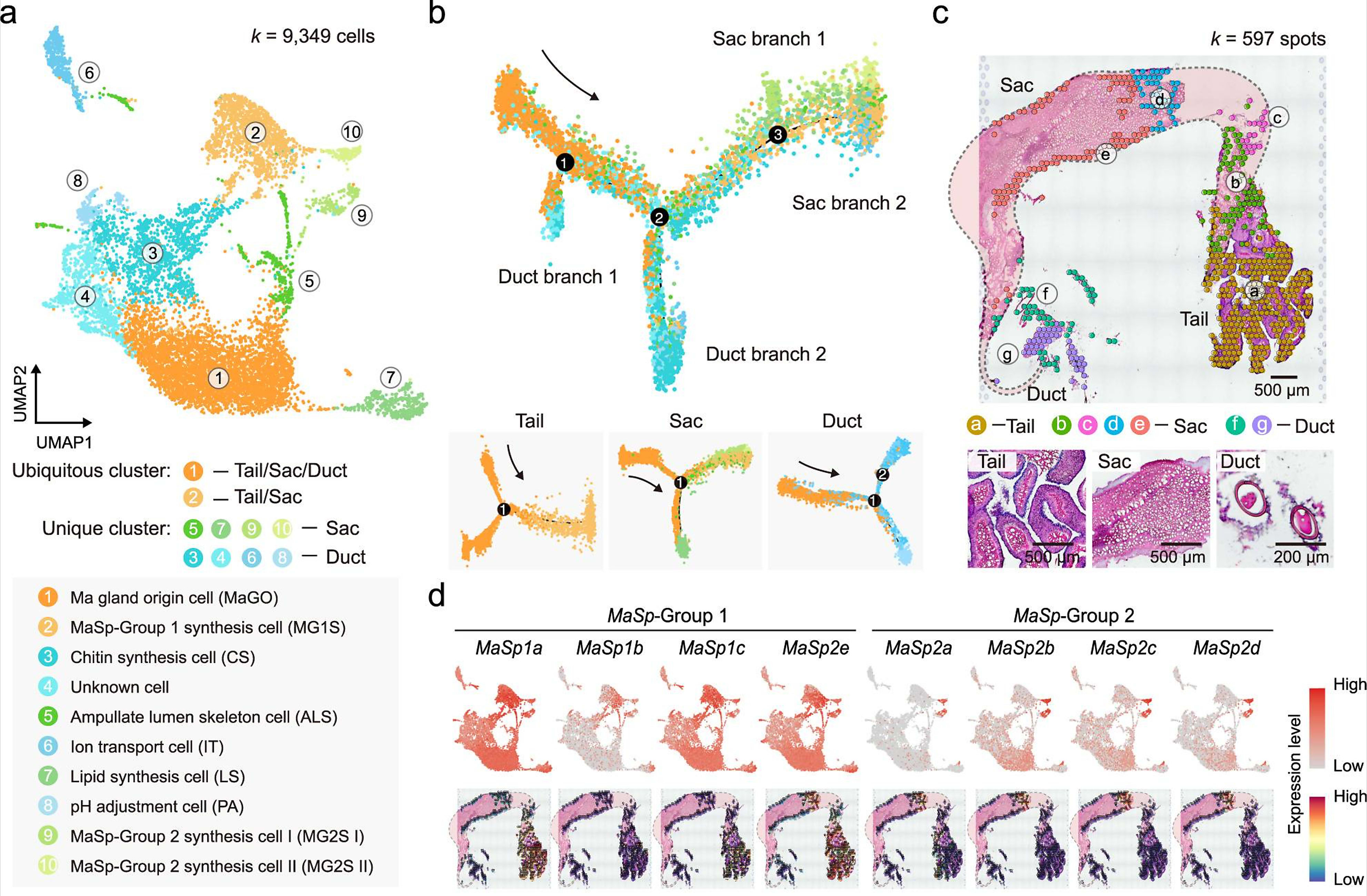 Visualizations of single cell and spatial transcriptomics (ST) data, modified from Figure 4a-d from Hu W, et al. (1). a. Analysis of cell types in the Ma gland and their grouping into ten cell clusters. The numbers in white-filled circles indicate cell clusters. b. Pseudotime trajectory of all 9,349 Ma gland cells. Each dot indicates a single cell, color-coded by the cluster as in (a). The numbers in black-filled circles indicate branch sites. c. Hematoxylin and eosin staining of Ma gland sections and unbiased clustering of spatial transcriptomic (ST) spots. d. UMAP and ST feature plots of the expression of genes in the MaSp (silk protein-secreting) group. Creative Commons Attribution 4.0.