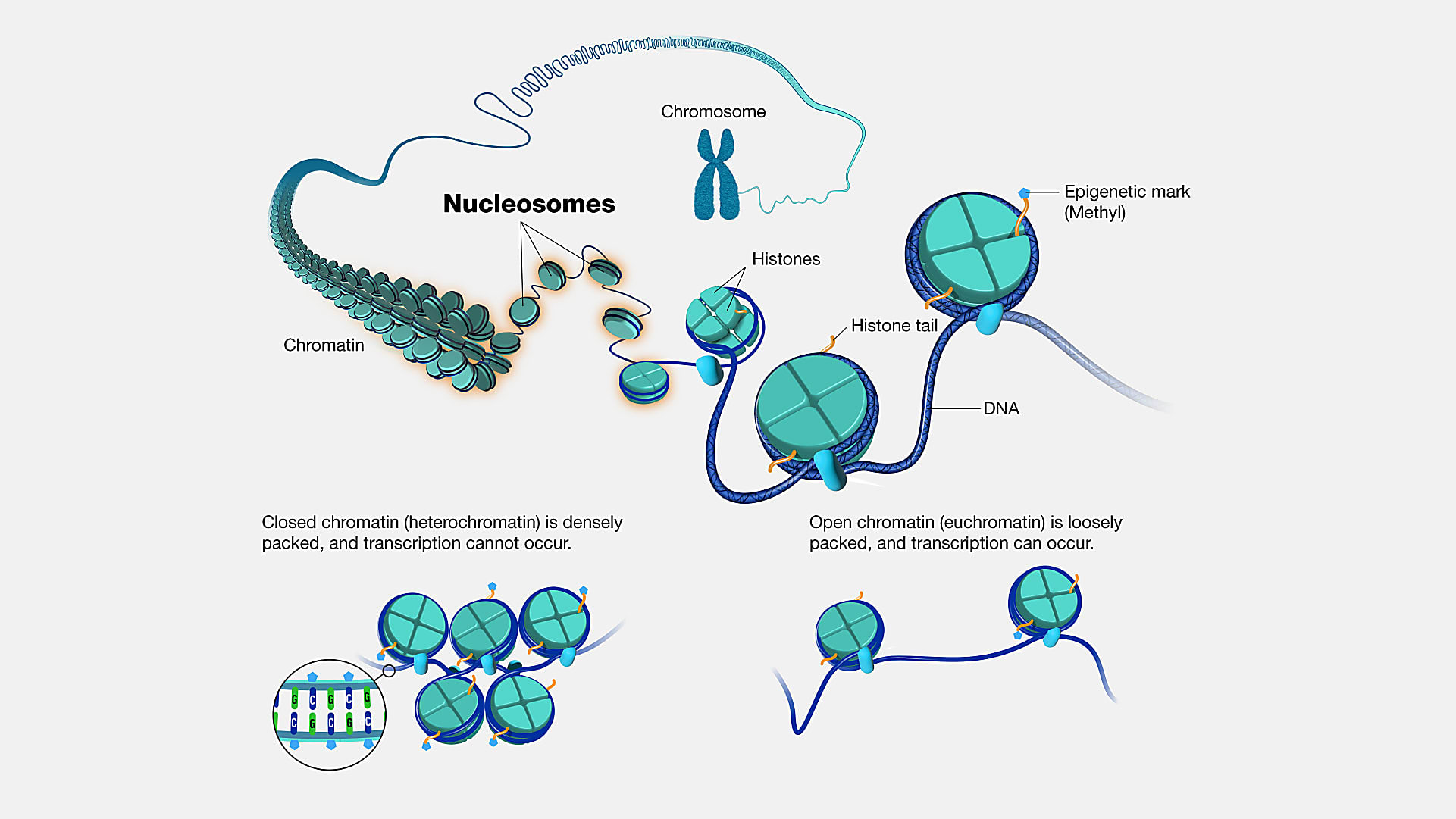 Image of chromatin packing in the nucleus. CREDIT: National Human Genome Research Institute. https://www.genome.gov/genetics-glossary/Nucleosome