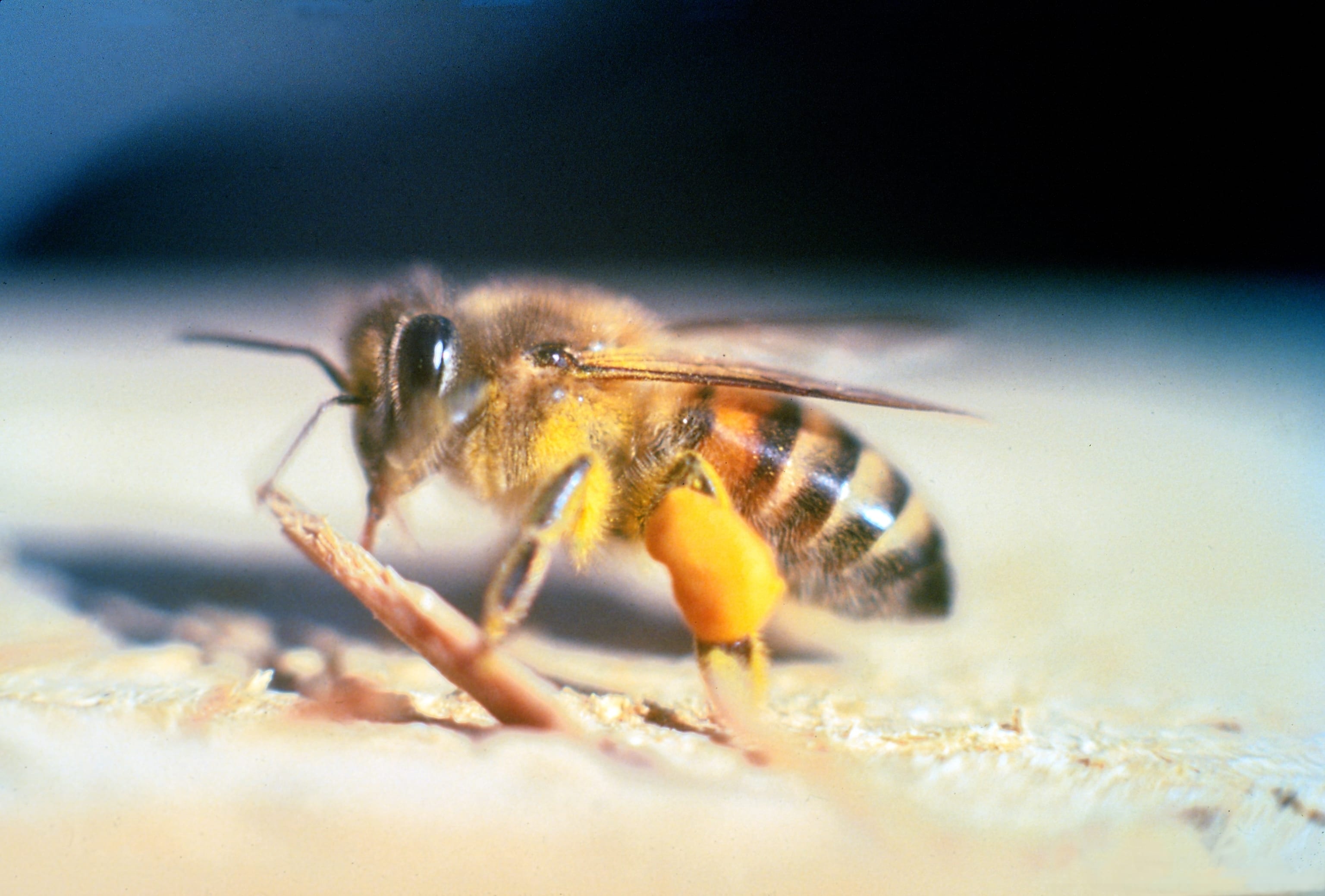 Adult Apis mellifera scutellata (African honey bee) in Florida. CREDIT: Jeffrey W. Lotz, Florida Department of Agriculture and Consumer Services, Bugwood.org.