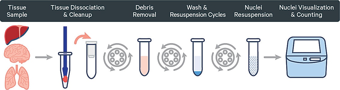 Illustration of the Nuclei Isolation Kit workflow. 