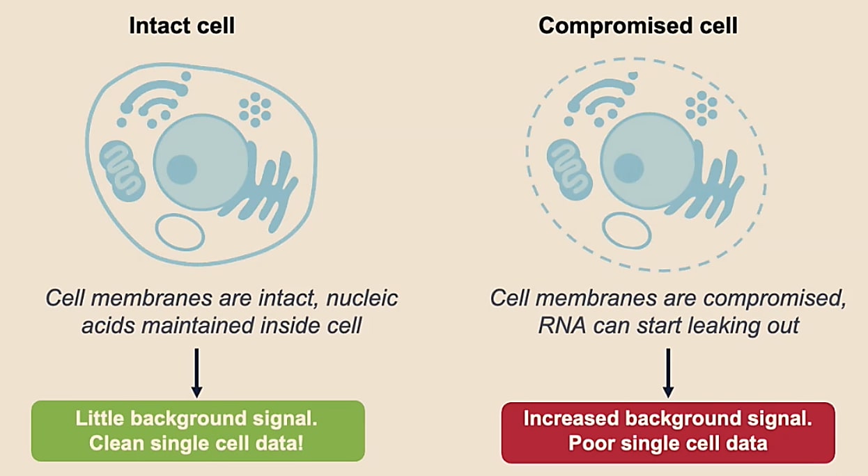 Illustration of an intact cell and a cell with a compromised membrane.