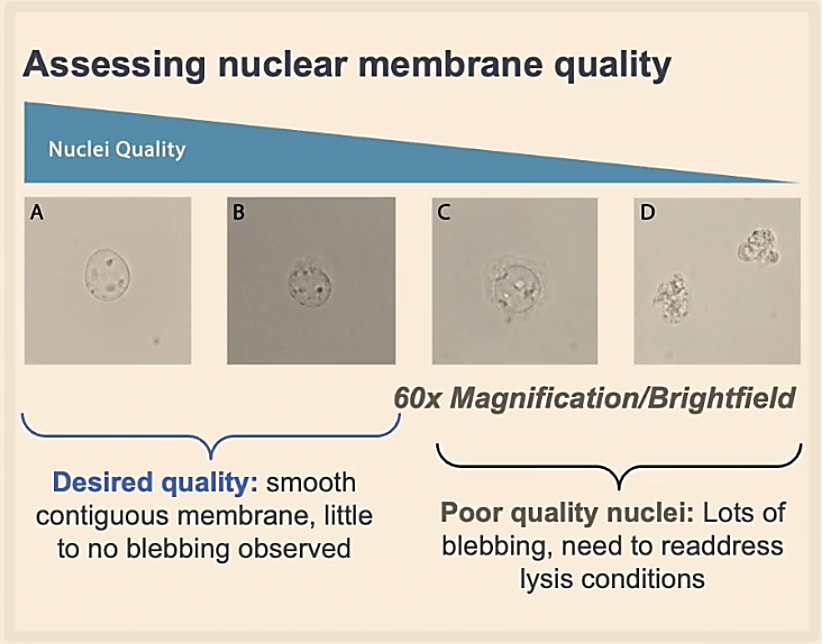 Image showing the progression from high-quality nuclei to blebbing, low-quality nuclei. 