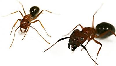 Florida carpenter ants—Minor (left) and Major (right). Credit: Brittany Enzmann, Arizona State University