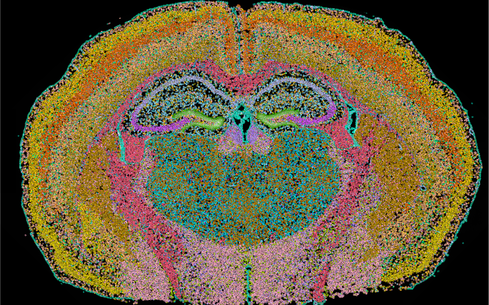 Mouse Brain Gene Expression Panel
