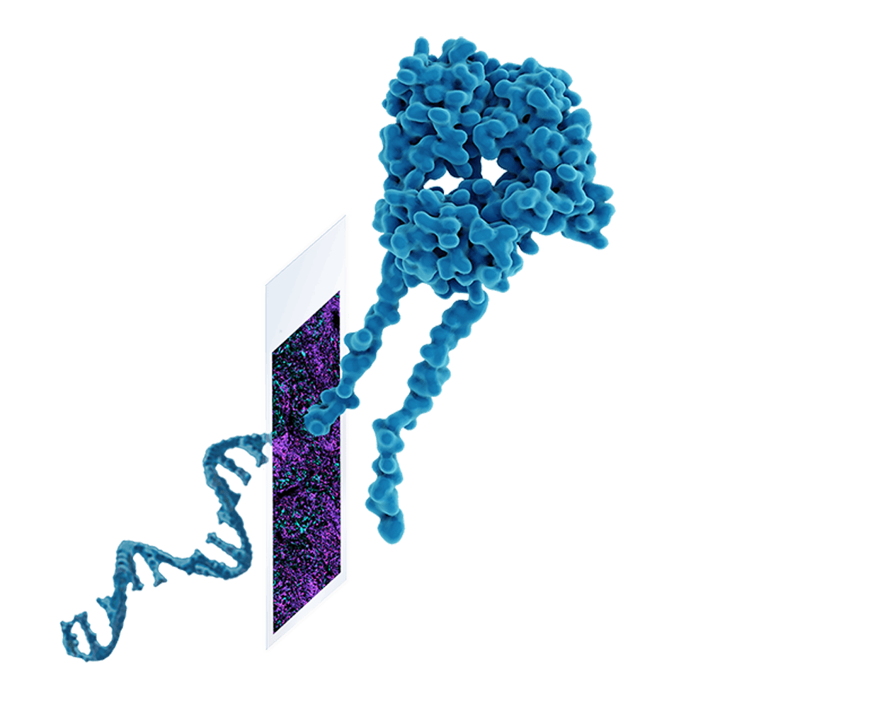 Xenium Protein