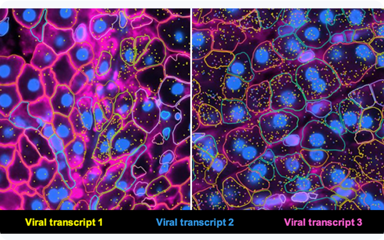 Xenium diff viral probes