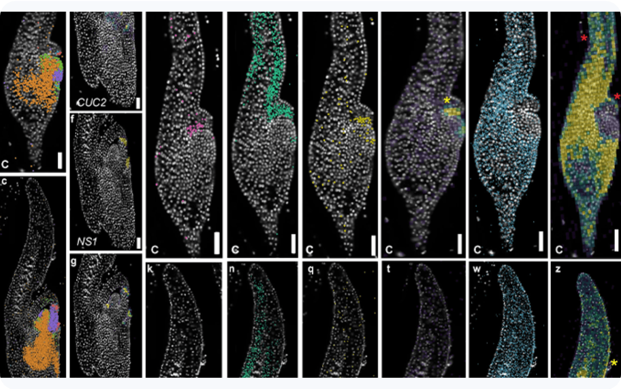 Xenium diff analyzing maize
