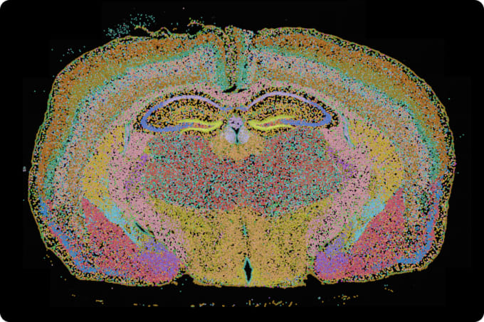 https://cdn.10xgenomics.com/image/upload/f_auto,q_auto,w_340,dpr_2.0/v1688675131/products/Xenium/predesigned-panels-mouse-brain.jpg