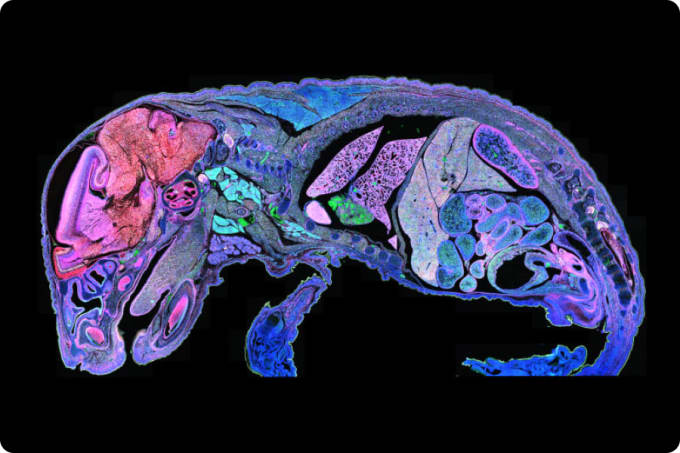 https://cdn.10xgenomics.com/image/upload/f_auto,q_auto,w_340,dpr_2.0/v1695422387/products/Xenium/predesigned-panels-mouse-tissue-atlassing-ver2.jpg