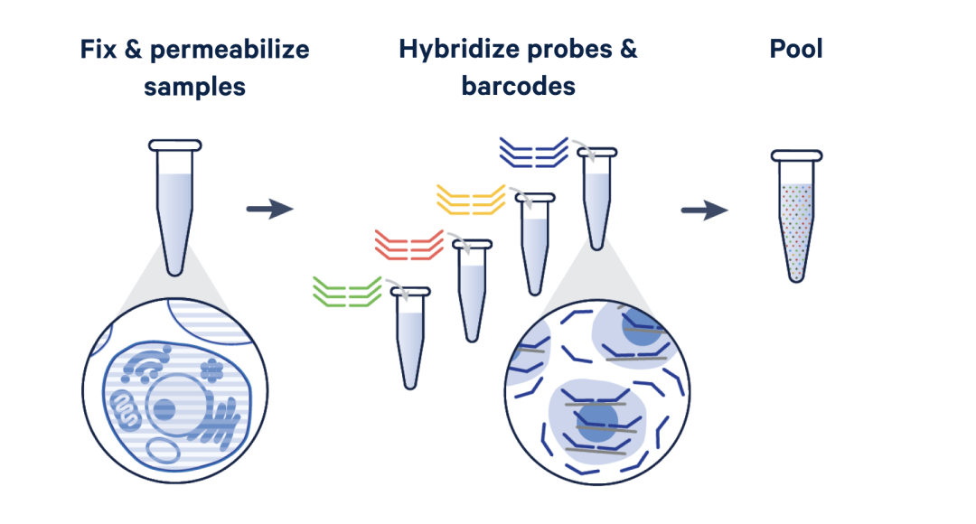 Graphic of reverse transcription