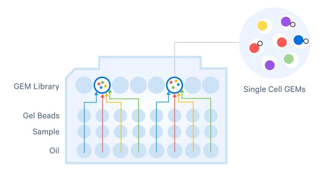 Graphic of reverse transcription