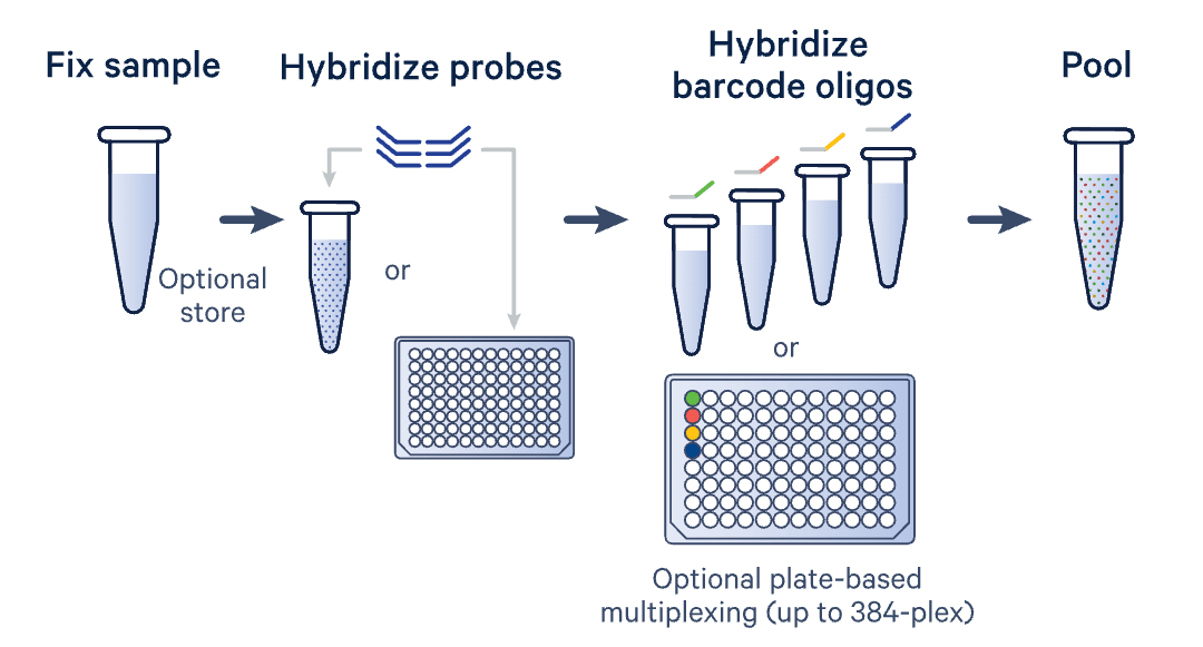 Graphic of reverse transcription