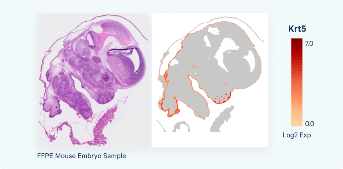 FFPE mouse embryo sample