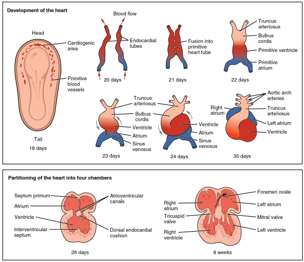 Development of the human heart during the first eight weeks (top), and the formation of the heart chambers (bottom). CREDIT: OpenStax College - Anatomy & Physiology, Connexions Web site. http://cnx.org/content/col11496/1.6/, Jun 19, 2013., CC BY 3.0, https://commons.wikimedia.org/w/index.php?curid=30148240