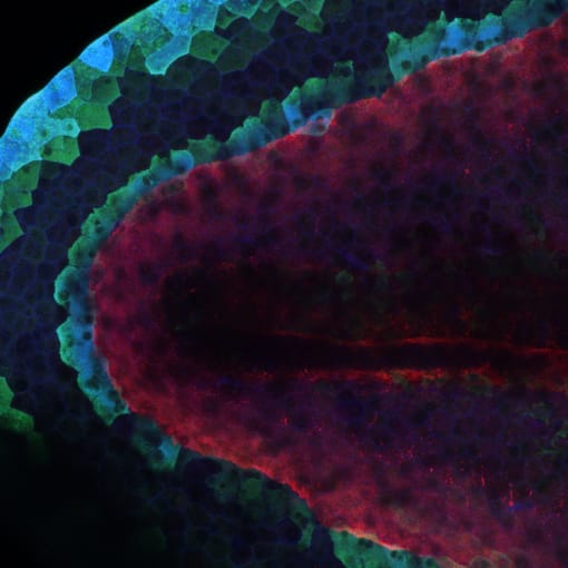 Regeneration-organizing cells outline the advancing edge of a regenerating tail of a tadpole. Lef1 gene activity (green) marks the outer fin region and the regeneration-organizing cells. Regeneration-organizing cells sit on top of extracellular matrix protein (Red). Cell borders are marked with a membrane protein (Blue). CREDIT: Can Aztekin, Wellcome Trust Cancer Research UK Gurdon Institute, Cambridge.