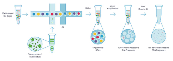 The Chromium partitioning workflow for single cell epigenomic profiling.