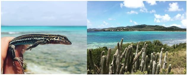 Left: St. Croix Ground Lizard at Buck Island Reef National Monument. Right: View from Green Cay National Wildlife Refuge, looking back towards the main island of St Croix. Photos by A. Gottscho.