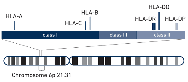 HLA region diagram